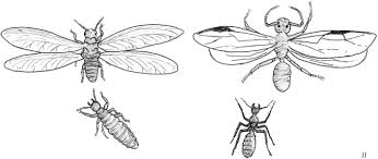 Image result for Cyperus breviradius