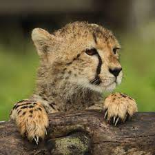 Tom Clements On Instagram Spotted These Cheetahs Today In The Serengetinationalpark Feeling Gr Newborn Animals Serengeti National Park Serengeti