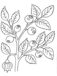 Scientists believe that the antioxidant content in this fruit can help protect you from cancer, heart disease, and dementia. Blueberry Coloring Pages Download And Print Blueberry Coloring Pages