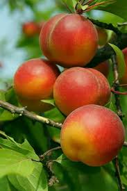 Ameixas Fruchte Und Gemuse Exotische Fruchte Obst Und Gemuse
