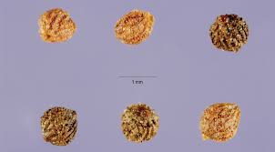 Image result for Mayaca baumii