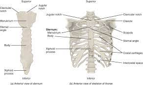 The thoracic cage consists of the 12 thoracic vertebrae, the associated intervertebral discs, 12 pairs of ribs with their costal cartilages, and the sternum. The Thoracic Cage The Ribs And Sternum Human Anatomy And Physiology Lab Bsb 141