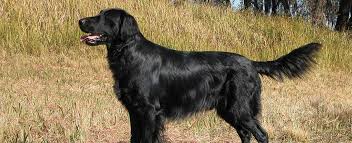But none of them are short haired. Flat Coated Retriever Dog Breed Profile Petfinder