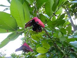 Image result for Blighia