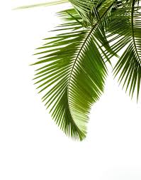 Unique printable palm leaf posters designed and sold by artists. Palm Leaf Print Palm Print Palm Poster Printable Art Etsy Palm Leaves Print Etsy Printable Art Monstera Plant