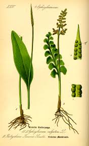 Image result for Ophioglossaceae