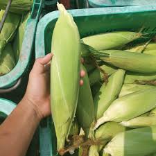 Pokok rambutan pokok pisang pokok timun pokok betik benih pokok struktur bunga jagung pertanian jagung anima si tanaman contoh gambar jagung gambar makanan karbohidrat. Baja Pokok Jagung 13 Dalam 1 Fertilizer For Corn 13 In 1 High Quality Shopee Malaysia