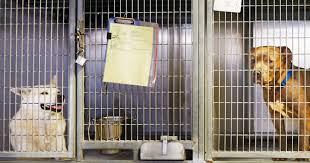How To Help Animal Shelters During The Coronavirus Pandemic