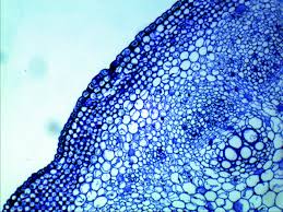 Check spelling or type a new query. Personal Identity Microscope Cell Photography Foundation Art Design Plant Cell Microscopic Images Microscopic Cells