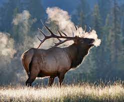 Animals have always been mentors to humans, informing them about upcoming dangers, and teaching them how to hunt, gather, and find fresh water. Bull Elk With Frostly Breath In Jasper Elk Pictures Majestic Animals Wildlife Animals