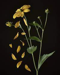 Pin On Botanicals