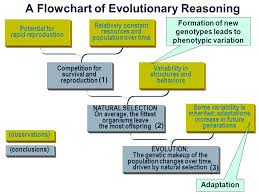 evolution evolutionary process human evolution evolution