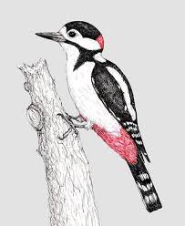 We did not find results for: Grote Bonte Specht Van Bianca Wisseloo Op Canvas Behang En Meer Zeichenvorlagen Vogel Kunst Tiere Zeichnen