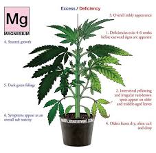 Could the lack of magnesium be influencing your health negatively? Recover From Magnesium Deficiency With Your Marijuana Plants