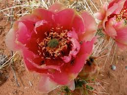 I passed by this beavertail prickly pear cactus (opuntia basilaris) in full glorious bloom while shooting images of sand dune wildflowers nearby at havasu national wildlife refuge on the colorado almost all beavertail flowers are borne along the top and side edges of the pads, and rarely out of the middle. Opuntia Polyacantha Var Polycantha Cactus And Succulents Cactus Art Garden Inspiration