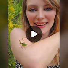 Fun Facts About Katydids: Nature's Masters of Camouflage