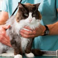 It is our mission as the petcare team to provide the best care for your pets. Animal Emergency Pet Care Clinic Of The High Country 1 Tip From 44 Visitors