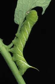 High performance, low impact ant control. How To Use Bayer Advanced Garden Multi Insect Killer