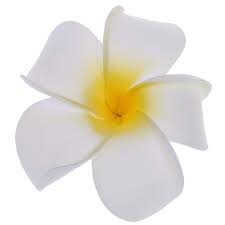 White and yellow flowers bali. Buy Electomania Women Girls Plumeria Flower Foam Hair Clip White At Amazon In