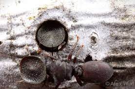Las Cephalotes varians, también conocidas como "hormigas de cabeza de  puerta", tienen cabezas en forma de placa que bloquean las entradas a sus  nidos, creando así una puerta viviente que permite la