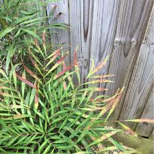 It is a spineless variety of mahonia that stays smaller than other varieties. Mahonia Eurybracteata Subsp Ganpinensis Soft Caress Mahonia Soft Caress Uploaded By Galileogirl