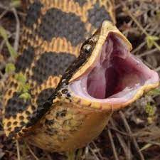 Snakeskin Discus Hognose Snake Scary Snakes Snake