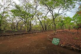 Image result for Zygotritonia