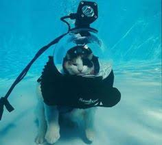 Real Scuba Cat Swimming Cats Cute Animals I Love Cats
