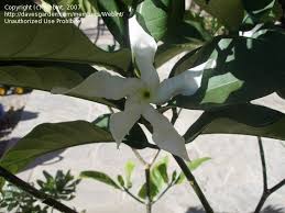 Image result for Tabernaemontana pachysiphon