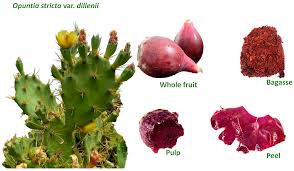 Image result for Opuntia
