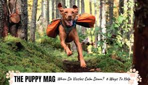 This is a gradual process that evolves throughout puppyhood and into adulthood. When Do Vizslas Calm Down 6 Ways To Calm A Hyper Vizsla The Puppy Mag