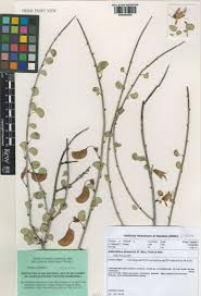 Image result for Adenolobus pechuelii