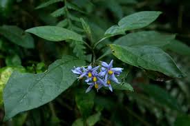 Image result for Solanum terminale