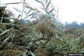 Image result for Phragmites