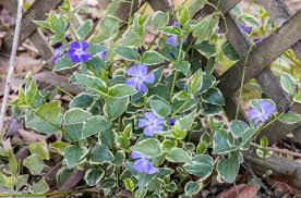 Maybe you would like to learn more about one of these? Purple Flowers With Green And White Leaves Stock Photo Picture And Royalty Free Image Image 65301162