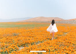 Lastly, i ended my time by going to the valley view vista point, which is near the parking lot. California Superbloom Poppies At Antelope Valley