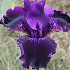 Allium Ampeloprasum Perennial Bulbs Easy To Grow Bulbs Iris Flowers