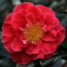 Camellia Japonica Guilio Nuccio U S 1955 Plants Camellia Flowers