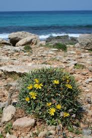 Image result for Launaea