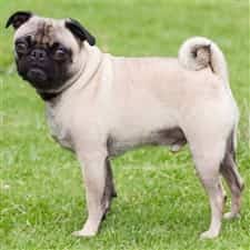 How much should i pay for a chihuahua? Chihuahua Size And Weight