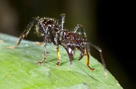 The Bullet Ant How Painful Is Its Infamous Sting Dangerous Animals Insects Ant Species