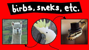 birbs sneks other aninmals