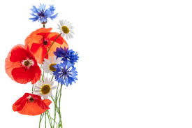 Il y a 2 ans. Bouquet De Fleurs Sauvages Coquelicots Marguerites Bleuets Sur Fond Blanc Tourne En Studio Banque D Images Et Photos Libres De Droits Image 27340243