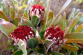 Use a formulation for native plants at half the recommended rate. Protea Lorifolia Wikipedia