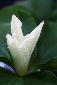 We are located on the outskirts of christchurch, the main city of the south island of new zealand. Willowburn Plants
