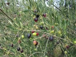 La Recolte Des Olives Et Leur Conservation C Est Quand Meme Bien D Avoir Un Jardin