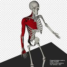 The bones of the human arm, like those of other primates, consist of one long bone, the humerus, in the arm proper; Shoulder Skeleton Mannequin Muscle Arm Anatomy Muscle Human Arm Png Pngegg