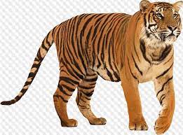 You can download free tiger png images with transparent backgrounds from the largest with these tiger png images, you can directly use them in your design project without cutout. 41 Png Tiger On Transparent Background