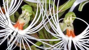 Image result for Habenaria malaisseana