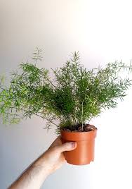 Image result for A. densiflorus Sprengeri